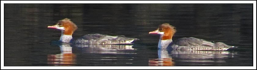 Sandy'sCoveSept2017Mergansers-IMG_4189_edited-1